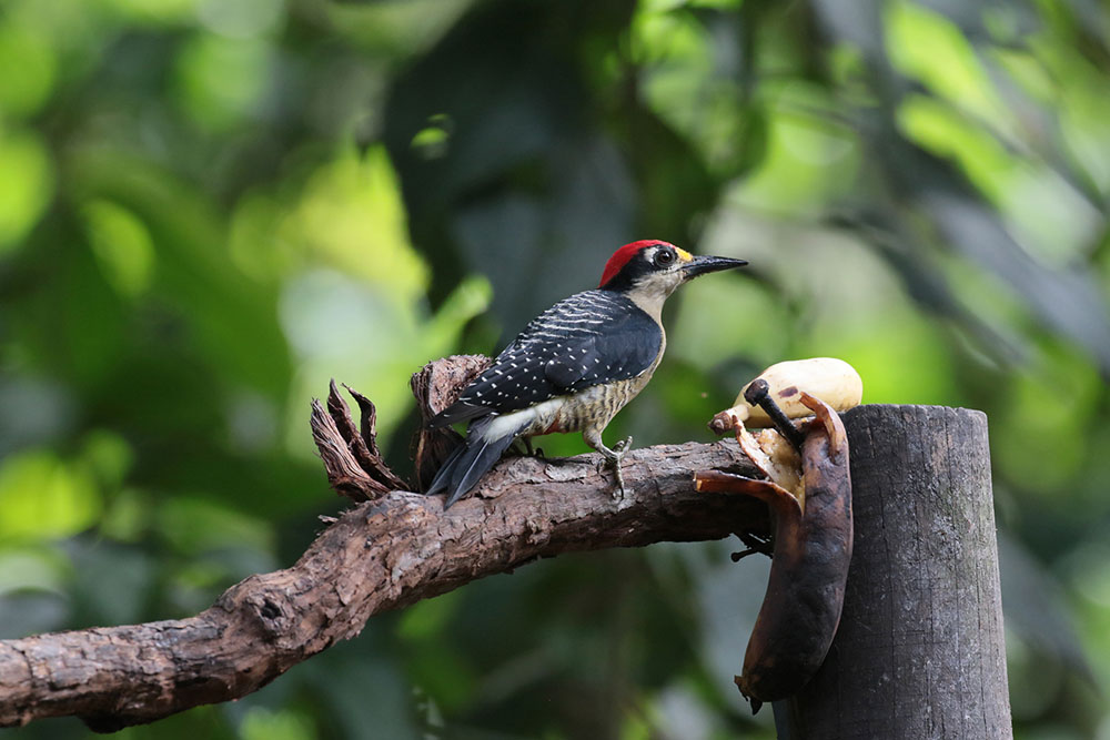 Black-cheeked Woodpecker